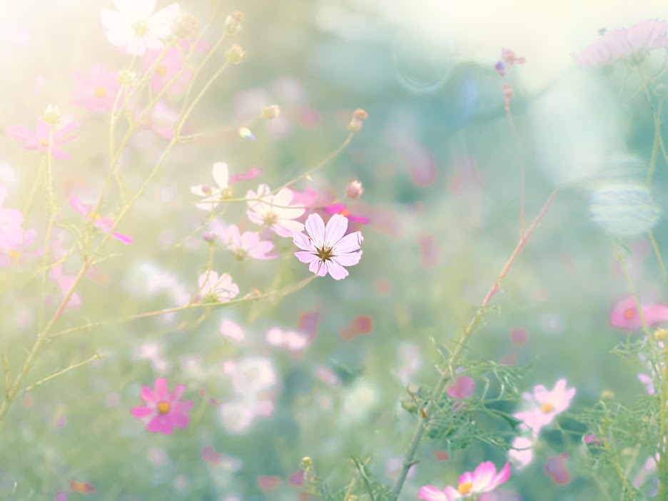 お散歩の途中で出会ったコスモスを撮影